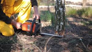 Professional  Tree Services in Matamoras, PA