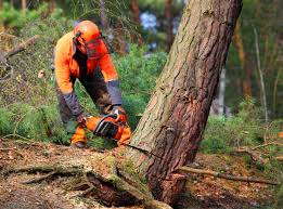 Seasonal Cleanup in Matamoras, PA